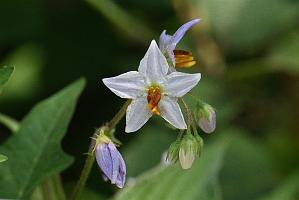 2025-07199686 Tower Hill Botanic Garden, MA